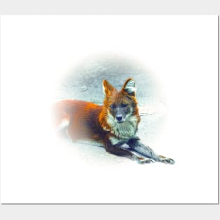 Dhole-asian wild dog Posters and Art